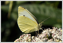 kleiner_kohlweissling_2011_3_preview