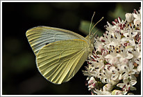 kleiner_kohlweissling_2011_4_preview