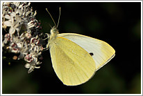 kleiner_kohlweissling_2011_5_preview