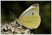 kleiner_kohlweissling_2011_7_preview