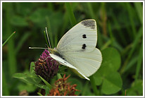 kleiner_kohlweissling_2011_8_preview