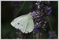 kleiner_kohlweissling_2011_9_preview