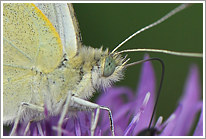 kleiner_kohlweissling_2011_makro_preview