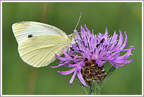 kleiner_kohlweissling_2011_preview