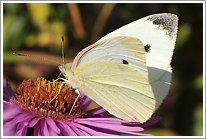 kleiner_kohlweissling_2012_preview