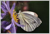 rapsweissling_2010_preview