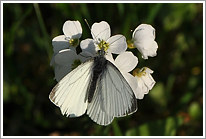 rapsweissling_2011_1_preview