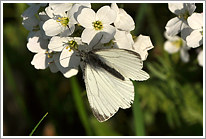 rapsweissling_2011_2_preview