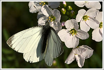 rapsweissling_2011_3_preview