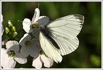 rapsweissling_2011_4_preview