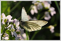 rapsweissling_2011_preview