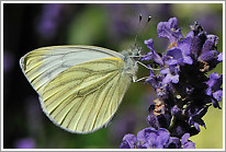 rapsweissling_2012_preview