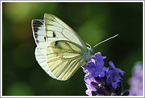 rapsweissling_2013_2_preview