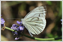 rapsweissling_2013_3_preview