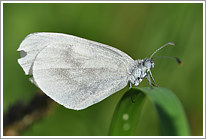 senfweissling_2010_preview