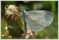 senfweissling_2011_1_preview