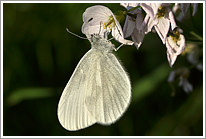 senfweissling_2011_2_preview