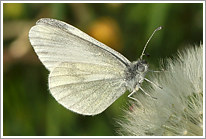 senfweissling_2011_3_preview