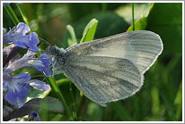 senfweissling_2011_4_preview