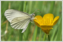 senfweissling_2011_preview