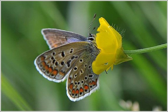 2014_05_25_blaeuling