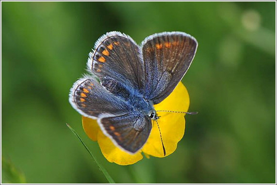 2014_05_25_blaeuling_1