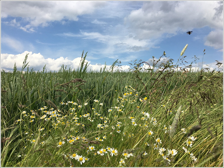 2019_06_10_reichenborn