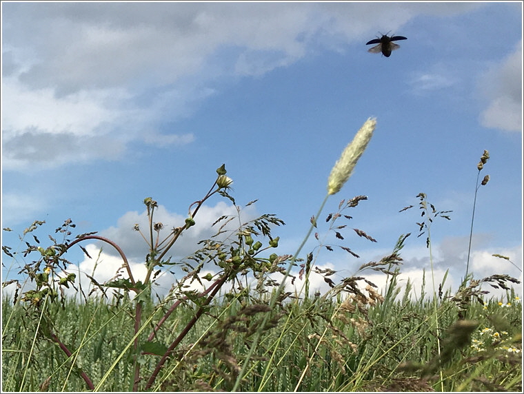 2019_06_10_reichenborn_detail