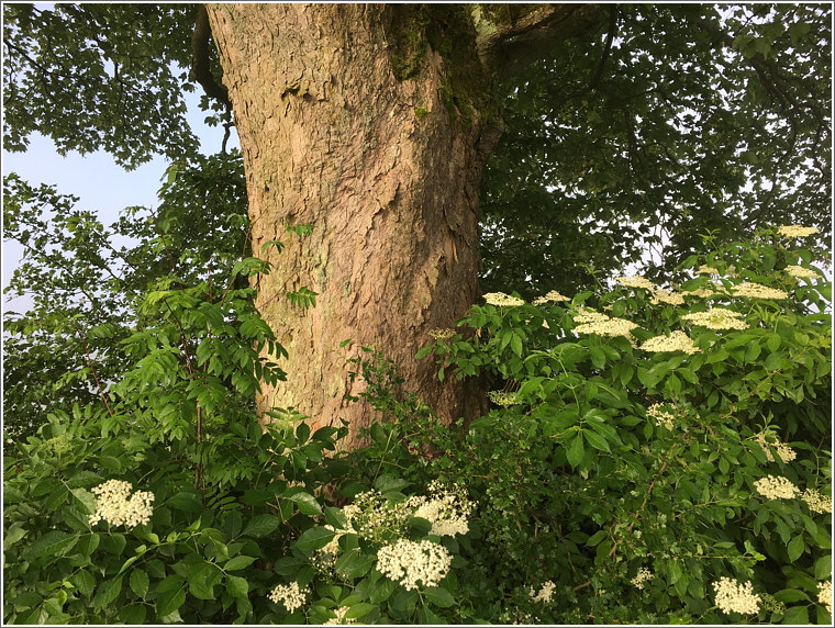 2018_06_03_kirchweg