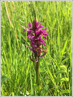 2019_06_03_hohenroth_1