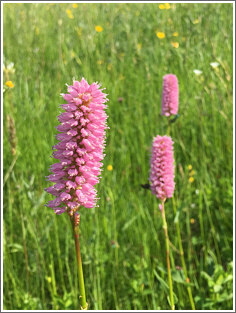 2019_06_03_hohenroth_3