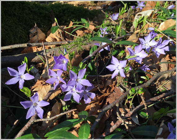 2020_04_01_vinca_minor