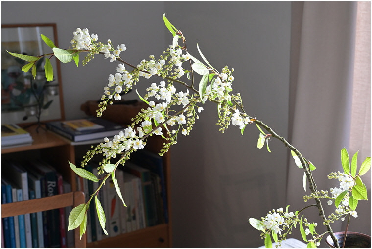 2024_04_13_traubenkirsche