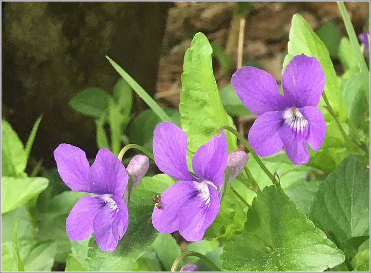 2024_04_14_veilchen_2