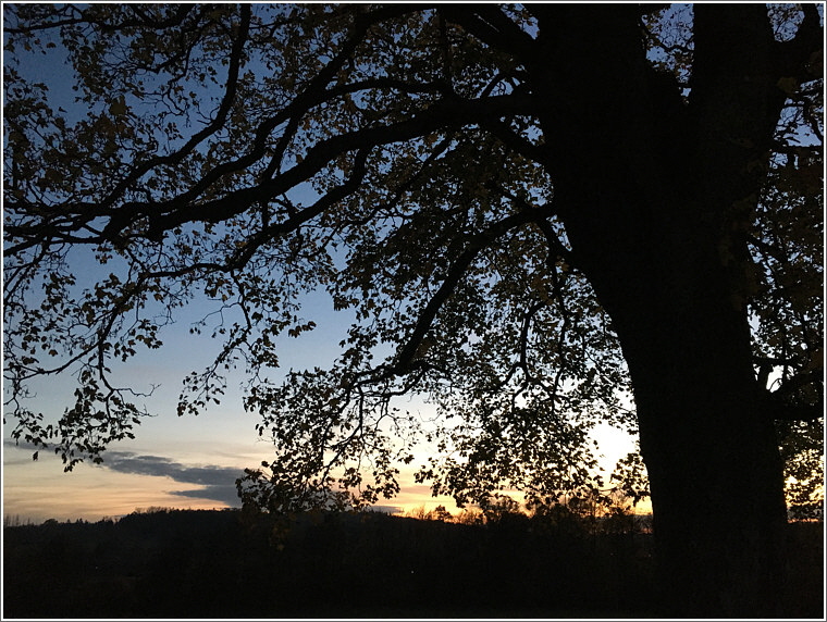 2024_10_25_ahornbaum