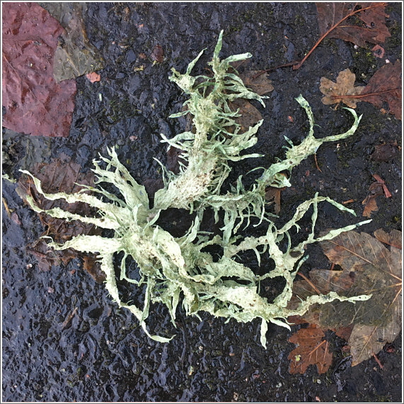 2024_11_28_flechten_1