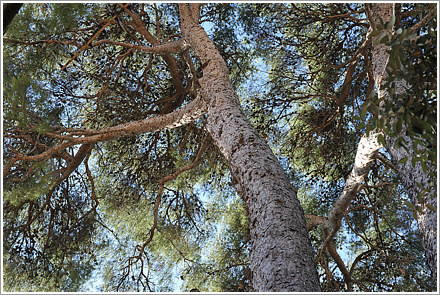 la_cadiere_0_preview